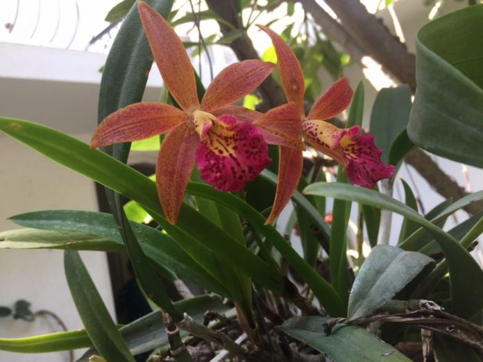 Growing Orchids In Karachi Home Love Lifestyle