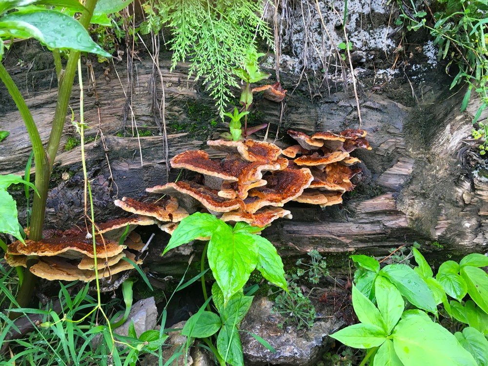 mountains of nathigali