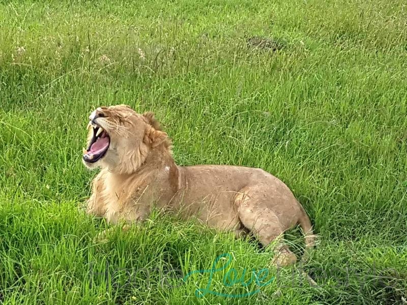 A Lion Roars on our Kenyan Safari