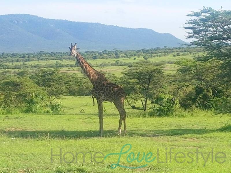 A giraffe at Masai Mara, Kenya