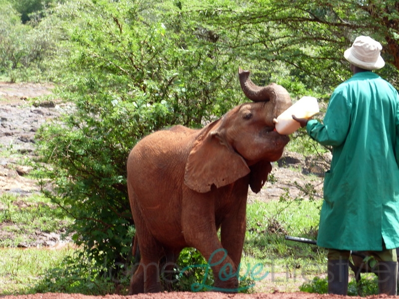 Elephant calf being fed