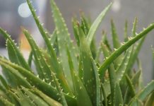 Aloe Vera Benefits for Skin and Hair Aloe Vera Benefits