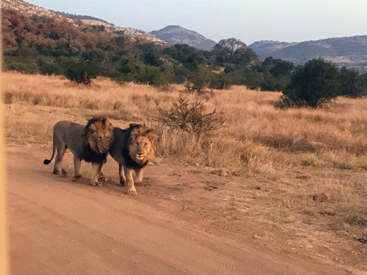 Safari in South Africa